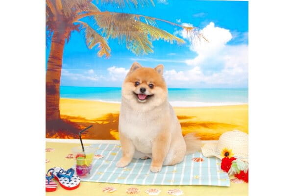 夏の記念撮影